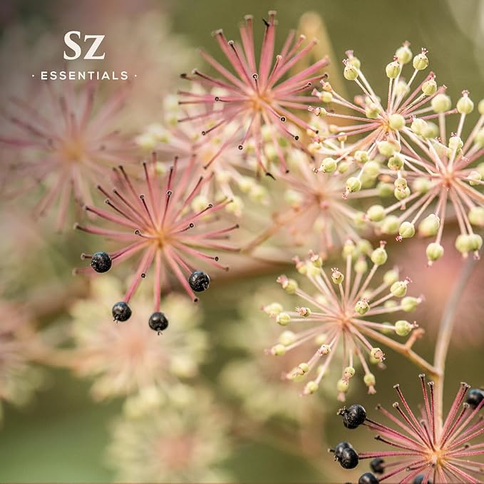 Jatamansi Essential Oil aka Spikenard - 100% Pure & Undiluted - Extracted from Nardostachys Jatamansi - Strong & Powerful Scent with Earthy Overtones - Therapeutic Grade - 0.17oz-Velvo Beauty