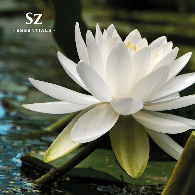 White Lotus 100% Pure, Essential Natural Oil - Extracted from Nymphaea Lotus - Rich & Sweet Scent, with Exotic Floral Overtones - Therapeutic Grade & Vegan - 0.17 fl oz (5ml)-Velvo Beauty