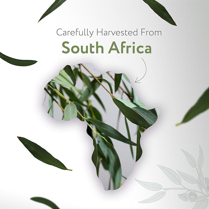 HBNO Organic Eucalyptus Radiata Oil - 16 oz (475ml) Value Size - Ideal for Shampoos, Conditioners, Mouth Washes, Face wash, Lotions, and Skin Care Products-Velvo Beauty