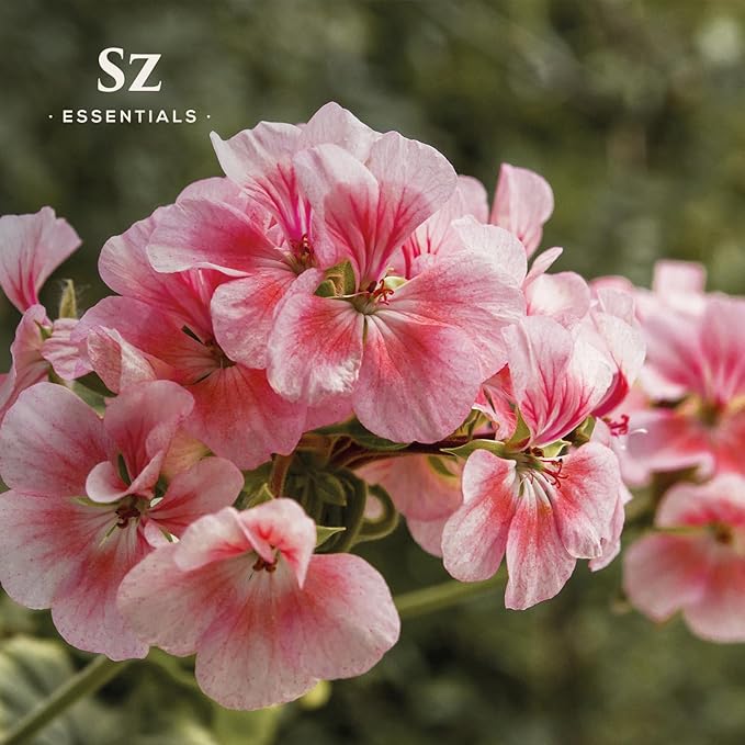 High Altitude Geranium Essential Oil – 100% Pure & Natural, Grown in The High-Altitude – Aromatherapy, Home Use – Therapeutic Grade & Vegan – 5 mL-Velvo Beauty