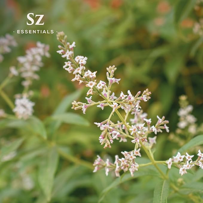 Lemon Verbena Essential Oil – 100% Pure & Natural, Grown in The High-Altitude Andes – Sweet, Citrusy, Uplifting Scent – Aromatherapy, Home Use – Therapeutic Grade & Vegan – 5 mL-Velvo Beauty