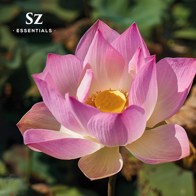 Pink Lotus 100% Pure, Essential Natural Oil - Extracted from Nymphaea Nucifera - Divine & Sweet Scent, with Exotic Floral Overtones - Therapeutic Grade & Vegan - 0.17oz (5ml)-Velvo Beauty