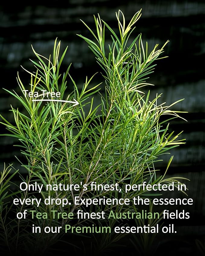 Pure Tea TreeEssential Oil, 100% Pure Natural Tea TreeEssential Oil, Premium Grade Essential Oils for Diffusers for Home, Skin, Care Massage, Soap Making, Aromatherapy, 4 Fl Oz | 120ml-Velvo Beauty