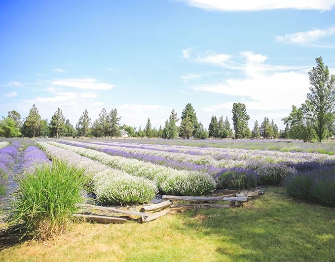 Victoria's Lavender Aromatherapy Body Mist Spray - After Sun Solar Recovery Spray with Aloe Vera plus Lavender Essential Oil - Hydrating, Moisturizing Aloe Vera Mist, Made in the USA, 4 oz (120 ml)-Velvo Beauty