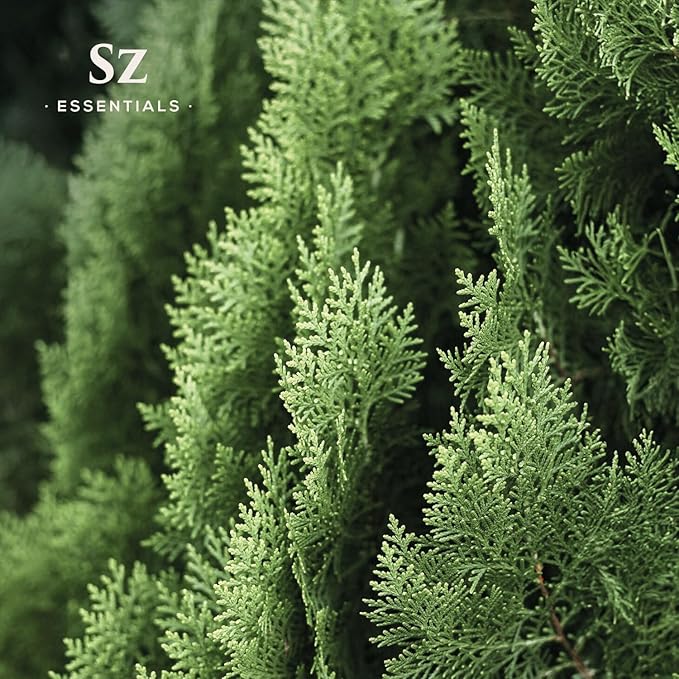 Cypress Essential Oil (Cupressus sempervirens) - 100% Pure & Undiluted - Fresh Crisp & Woody Aroma with Overtones of Earth and Evergreen - Therapeutic Grade and Vegan - 0.17 oz (5ml)-Velvo Beauty