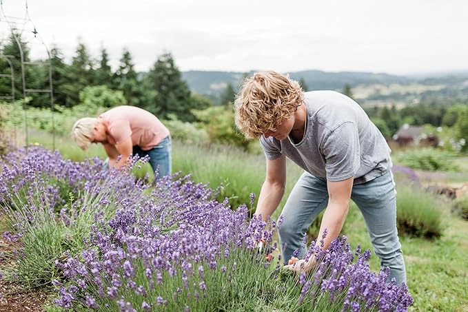 Victoria's Lavender Ultra Rich Foot Balm for Dry Cracked Feet – Heel Repair & Softener with Tea Tree Oil & Lavender – Dry Heels Treatment for Women & Men – Made in USA Foot Balm Stick - 2 Pack (2.5Oz)-Velvo Beauty