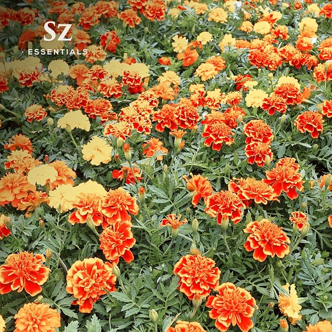 Marigold Essential Oil - aka. Calendula Officinalis - 100% Pure and Undiluted - Unlock The Precious Aroma of Real Marigold - Therapeutic Grade & Versatile Usage - 0.17oz-Velvo Beauty