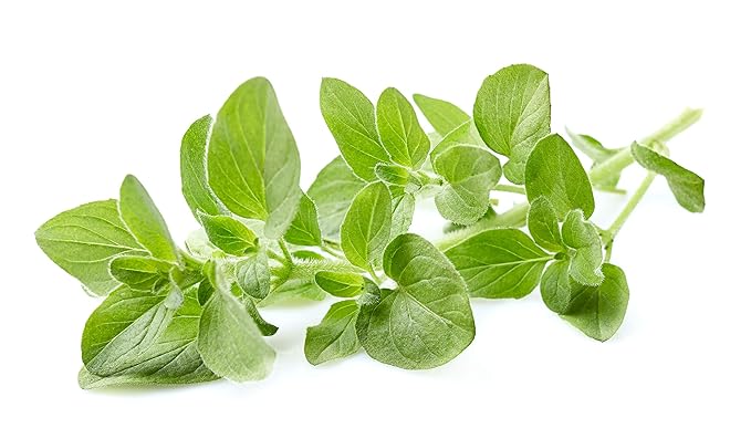 US Organic 100% Pure Oregano Essential Oil - USDA Certified Organic, Steam Distilled (30 ml)-Velvo Beauty