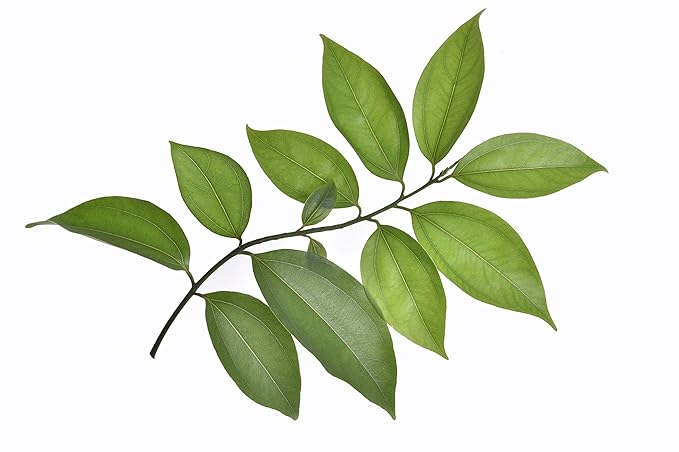 US Organic 100% Pure Cinnamon Leaf Essential Oil - USDA Certified Organic, Steam Distilled - W/Euro Dropper (More Size Variations Available) (15 ml / .5 fl oz)-Velvo Beauty