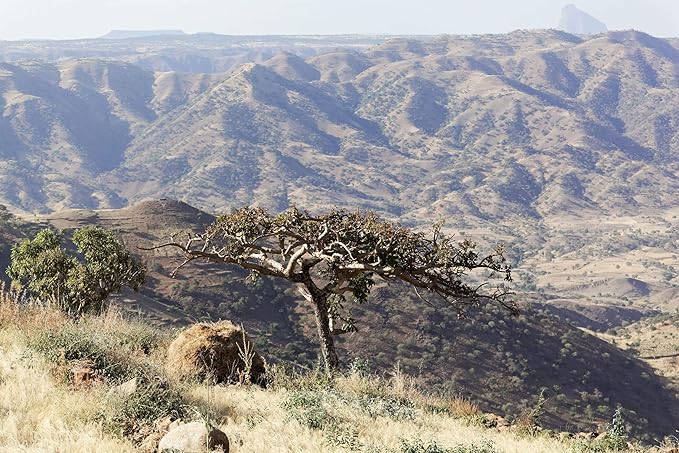 US Organic 100% Pure Frankincense (Boswellia Carteri) Essential Oil - Sourced from The Horn of Africa, USDA Certified Organic, Use Topically or in Diffuser, Perfect for Yoga or Meditation (10 ml)-Velvo Beauty