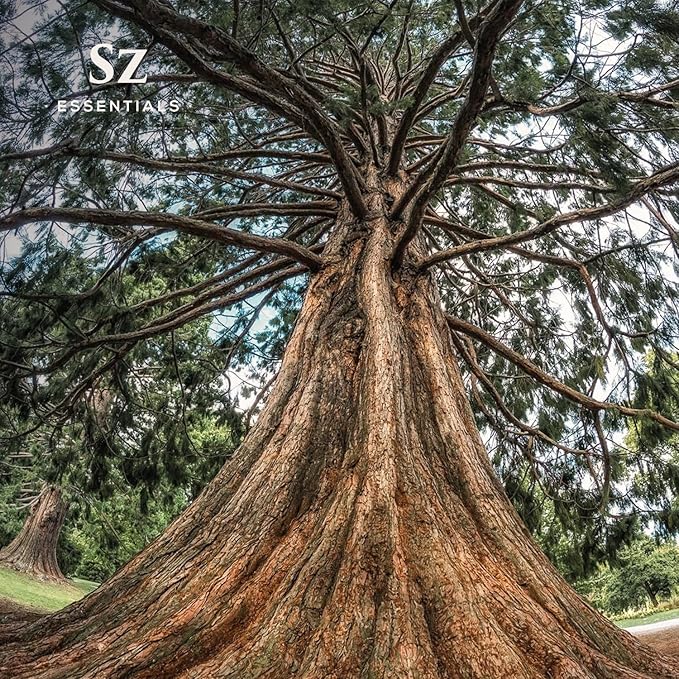 Cedarwood Essential Oil (Cedrus Atlantica) – Therapeutic Grade, 100% Pure & Natural with Soothing Woodsy Aroma for Relaxation, Aromatherapy, Skin Care & Diffuser - 0.17 fl oz. (5ml)-Velvo Beauty